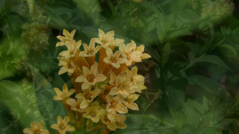 Yellow Flowering Perennials, August 2024