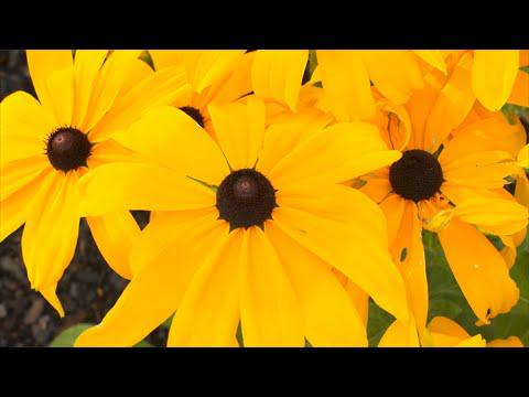 Rudbeckia