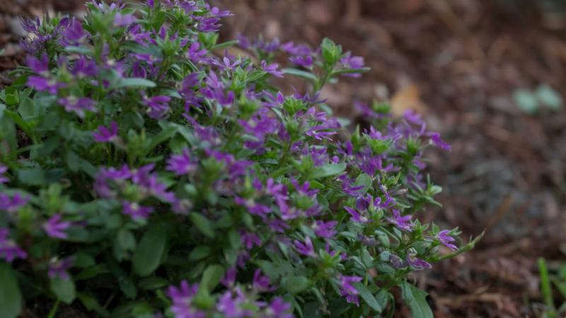 Scaevola Fan Flower, July 2024