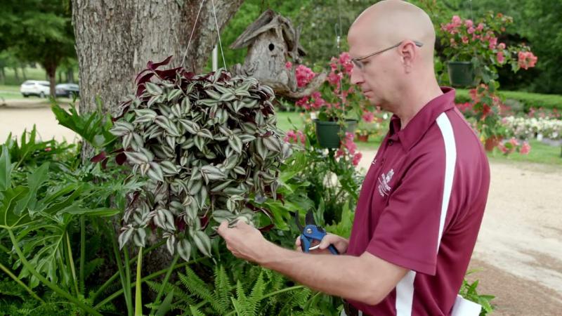 Foliage Hanging Baskets, June 2023