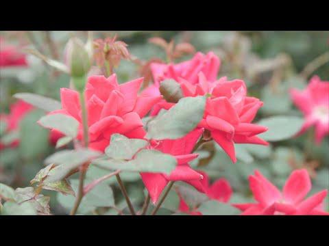 Easy Shrub Roses