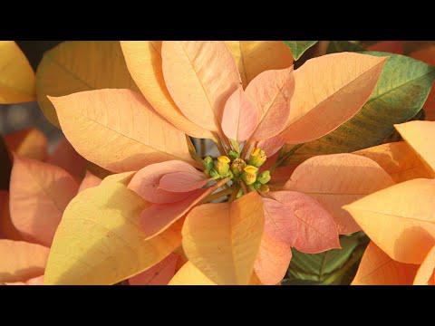 Christmas Poinsettias