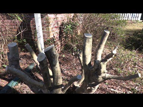 Renewal Pruning