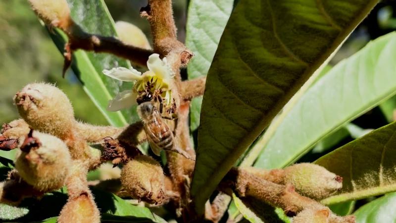 Loquat Tree, February 2024