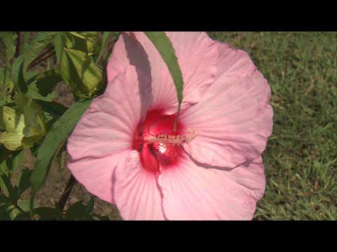 Mississippi Hibiscus