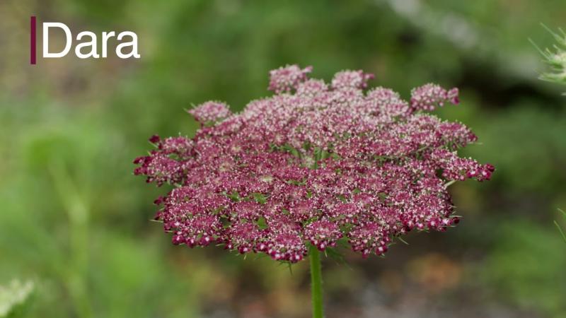 Carrot Family Flowers, June 2024