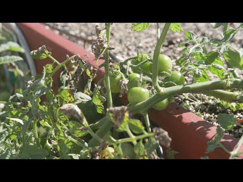 Replanting a Salad Table