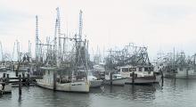  Shrimp boats  dock following a night's fishing.