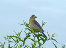 Dickcissels, such as this one, are sparrow-sized birds that prefer native grasslands for foraging and nesting and rely on insects for the bulk of their diet. Mississippi State University scientists are studying the use of native grasses as livestock forages. (Photo courtesy of Adrian Monroe)