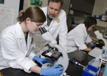 Jennifer Cain, a class of 2016 summer research student at Mississippi State University's College of Veterinary Medicine, and Dr. David Smith, her mentor, examine a test sample for a reproductive disease of cattle. (Photo by MSU College of Veterinary Medicine/Tom Thompson)