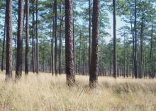 Participants in the 4-H Wildlife Habitat Evaluation Program learn land management strategies such as thinning timber stands to allow nutrients, water and sunlight to get to ground plants. (Photo courtesy of L. Wes Burger, Jr.)