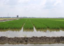 Mississippi State University entomologists grow rice plots every year at the Delta Research and Extension Center in Stoneville to study the relationships between insect pests and different management practices, including the use of seed treatments. (Photo by Delta Research and Extension Center/Jeff Gore)