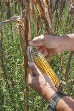 Rains, cooler weather and high humidity during corn harvest are causing problems for producers. This ear of corn in Holmes County shows evidence of sprouting and grain deterioration. (Photo by Bob Ratliff)