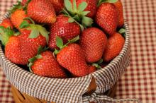 Mississippi strawberry growers began harvesting this popular fruit two weeks earlier than usual because of warmer temperatures statewide. (Photo by Kat Lawrence)