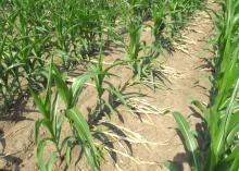 High winds, such as the ones that accompanied recent severe weather, can snap young corn stalks in two. These plants on Mississippi State University's R.R. Foil Research Center near Starkville experienced greensnap from a June 1 storm but were rebounding by June 6, when the photo was taken. (Photo by MSU Extension Service/Erick Larson)