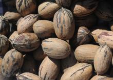 After 2011's bumper pecan crop of 5 million pounds, this year's predicted 2.5 million-pound harvest is more in line with historical averages. (Photo by MSU Ag Communications/Kat Lawrence)