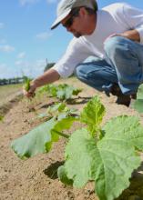 Thomas Horgan is growing 15 pumpkin varieties in a research trial at Mississippi State University's North Mississippi Research and Extension Center in Verona on July 16. Area producers wanted MSU to evaluate this crop's performance. (Photo by MSU Ag Communications/Bonnie Coblentz)