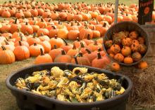 Country Pumpkins in Caledonia, Miss., has more than 80 varieties of pumpkins, squash and gourds after one of the best growing seasons in decades. The Lowndes County farm is one of a growing number of agritourism sites in the state. (Photo by MSU Ag Communications/Tim Allison)