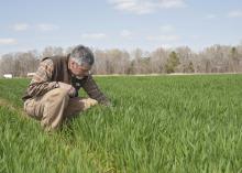 Erick Larson inspects wheat on March 25, 2014, that has broken winter dormancy and is actively growing on Mississippi State University's R.R. Foil Plant Science Research Center. The Extension agronomist said the cold winter slowed wheat maturity, allowing it to better withstand the early-spring freeze. (Photo by MSU Ag Communications/Kat Lawrence)