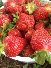 Harvest began later than usual for Mississippi's strawberries, such as these picked at Reyer Farms in Leake County on April 29, 2014, but cooler weather may extend the season. (Submitted photo)