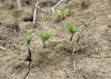 Growers planted the majority of Mississippi’s soybean crop well ahead of normal this year, thanks to favorable April weather. These recently emerged soybean plants on Mississippi State University’s Rodney Foil Plant Science Research Center were growing on May 3, 2017. (Photo by MSU Extension Service/Kevin Hudson)