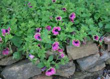 The flowers on the Supertunia Pretty Much Picasso are unique, with fuchsia petals and lime-green edges that seem to blend into the foliage. (Photo by MSU Extension/Gary Bachman)