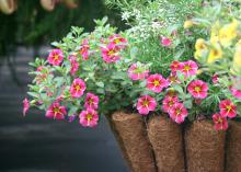 Superbells Supertunias come in a wide range of colors. They look great massed in landscape beds or planted in containers and hanging baskets, as shown by these Cherry Stars planted with bright and cheerful Saffrons. (Photo by MSU Extension/Gary Bachman)