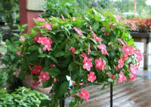 Annual flowering vincas perform well in the landscape and in containers. This Mediterranean Hot Rose has a spreading growth habit that allows it to spill over the edge of a hanging basket. (Photo by MSU Extension/Gary Bachman)