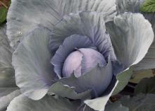 A head of cabbage grows in the center of a gorgeous red cabbage plant.