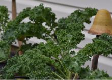 Curly green kale leaves can be seen growing next to the side of a house.