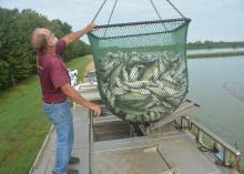 Man standing on top of a transport truck holds a large, suspended basket of fish.