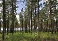 This forest has hundreds of tall, thin pine trees with light-gray bark and green clumps of needles. 