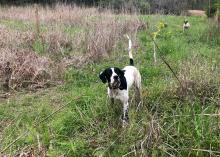 A black and white dog stands alert with his tail up and ears forward in tall grass with trees in the background.