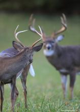 A buck looks back over his shoulder at another buck with larger antlers.