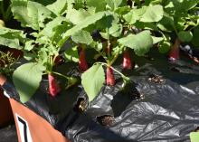 Long, red radishes rise above the soil beneath leafy green tops.