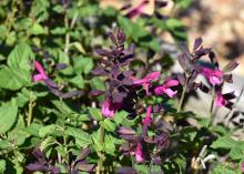 Small, vivid purple flowers bloom from green spikes against a green background.