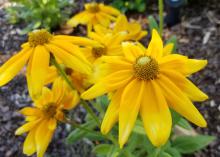 A small cluster of yellow flowers bloom at the top of green stems.