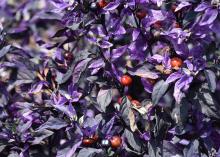 Purple leaves with small, red peppers growing on them.