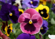 A pink flower with a dark center is in the foreground with yellow and purple blooms.