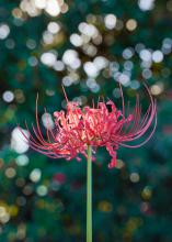 A spidery, red bloom stands alone atop a slender green stem.