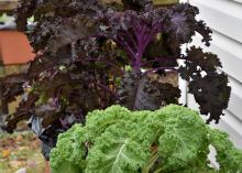 A plant with crinkly, purple leaves grows behind a plant with crinkly, green leaves.