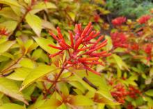 A red stem with red, tubular blooms rises from chartreuse leaves.