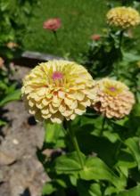 A single yellow and pink bloom is centered above a garden background.