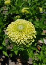 A single light-green flower blooms.