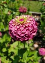 A close-up of a lush, pink bloom with curled petals.