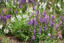 Dainty white and purple flowers bloom on flower stalks above a sea of green.