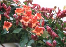 Trumpet-shaped orange flowers bloom on vines next to pink buds.