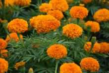 Lush, orange blooms rise above dark green leaves.