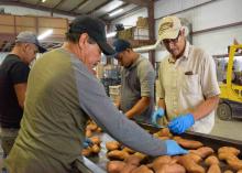 Four men stand at a workstation to sort sweet potatoes.