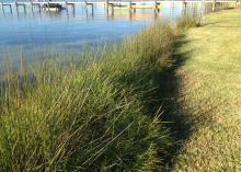 Tall grass protects water from invading dry land.